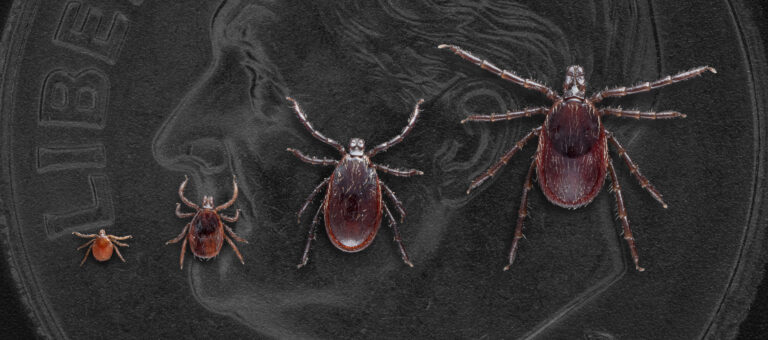 Lyme Disease Information For Providers | NAPNAP Knows Lyme