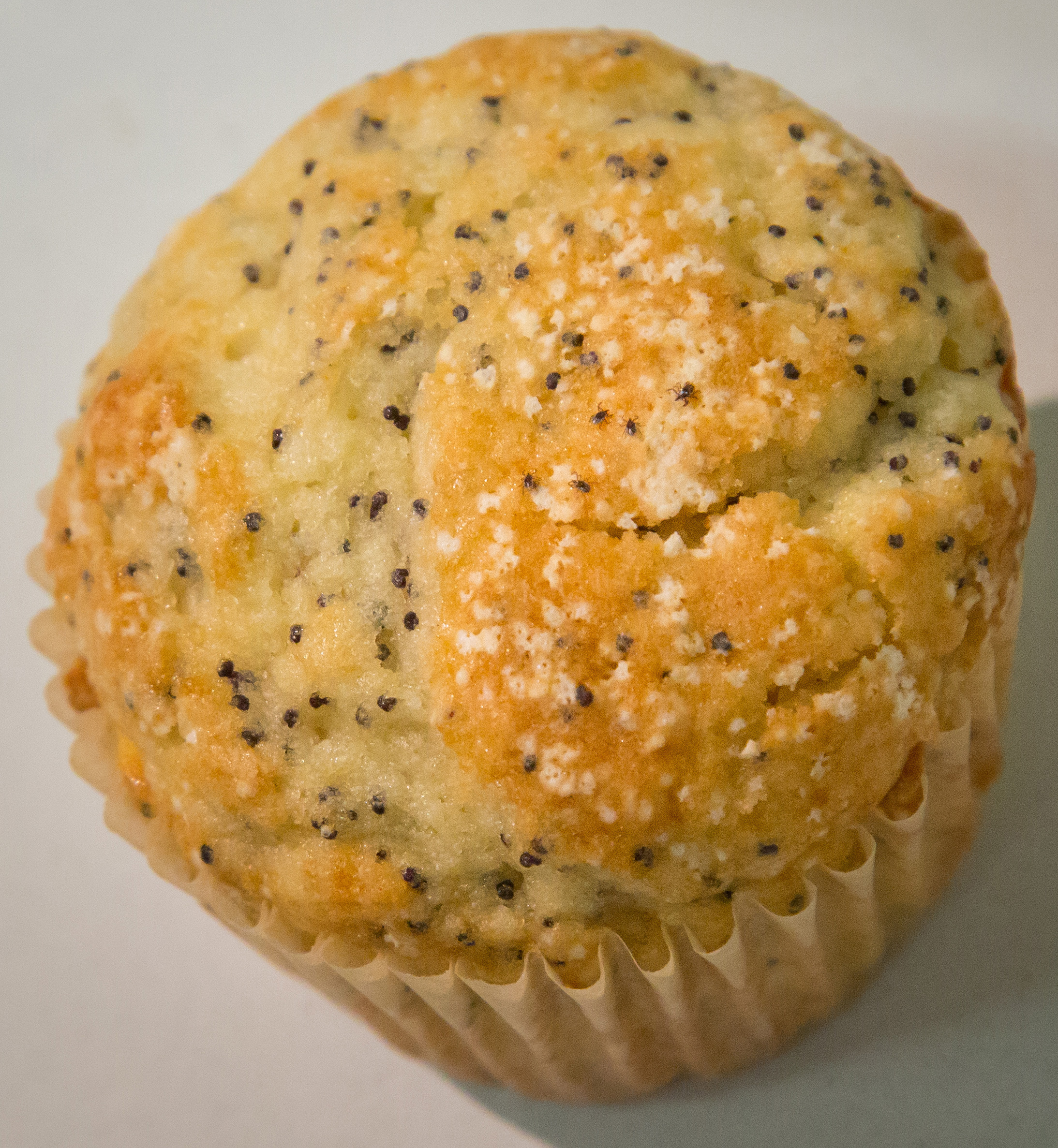 Poppy seed muffin with 5 nymphal ticks on it that are the size of poppy seeds.